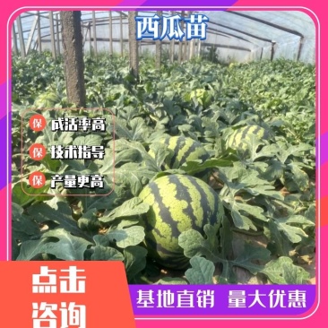 【甜王西瓜苗】嫁接/直栽发货快欢迎进店选购