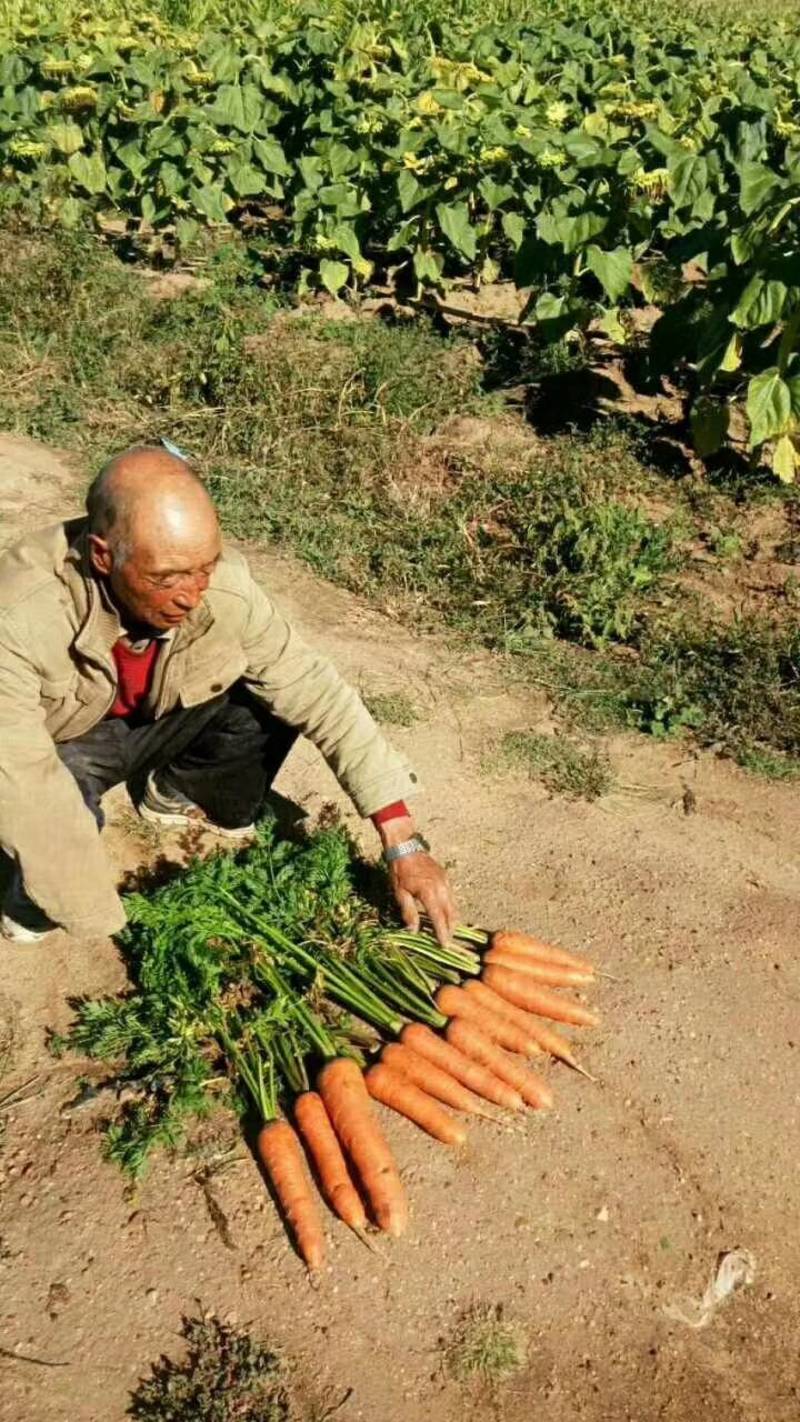 胡萝卜种子，欧兰德进口八寸中国红皮肉心三红高产基地专用