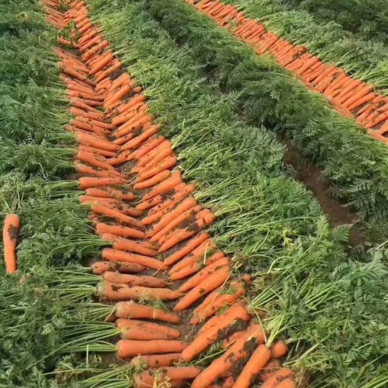 胡萝卜种子，欧兰德进口八寸中国红皮肉心三红高产基地专用