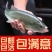 优质草鱼苗鲜活发货包邮包成活包技术指导养殖基地发货