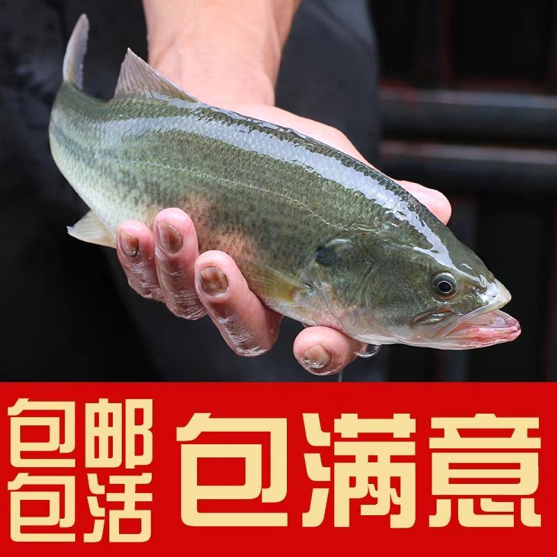 优质草鱼苗鲜活发货包邮包成活包技术指导养殖基地发货