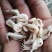 新出麦秆虾