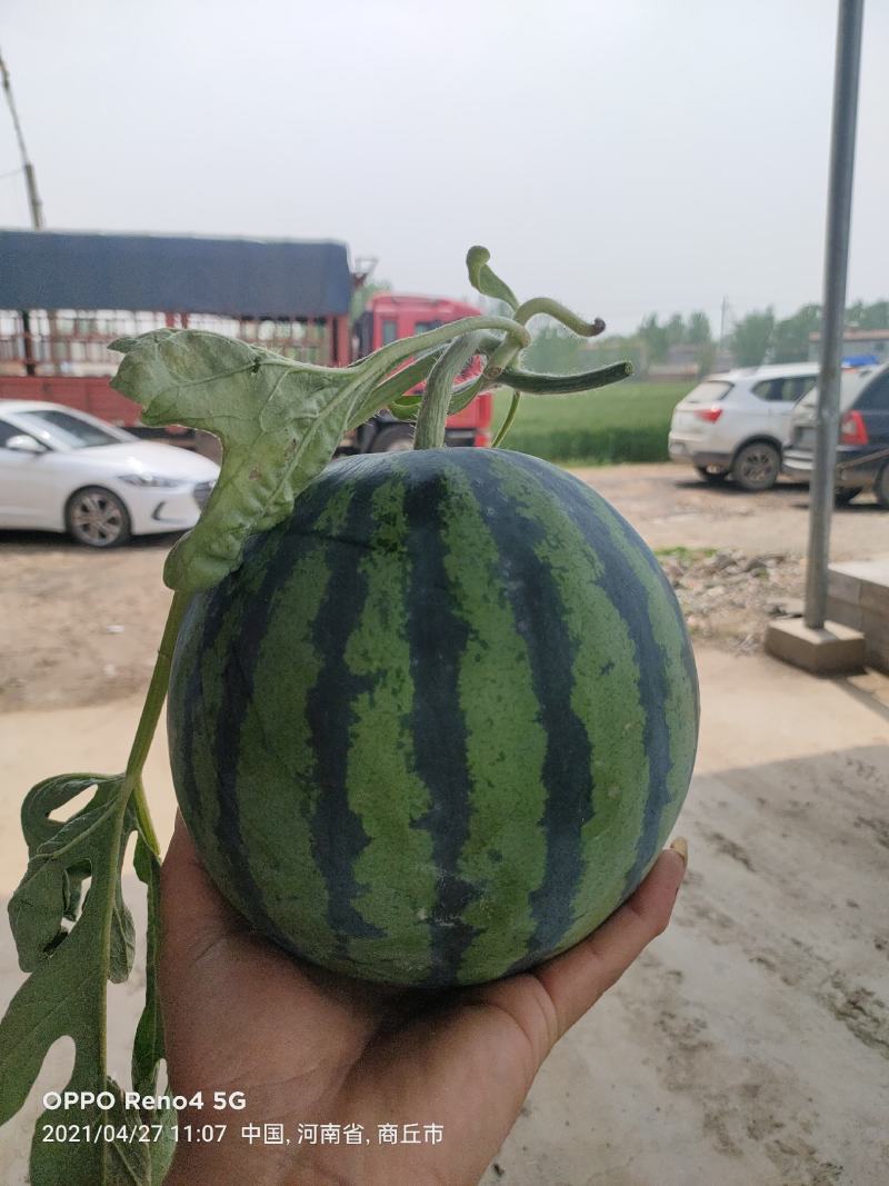 河南夏邑万亩8424美都西瓜种植基地