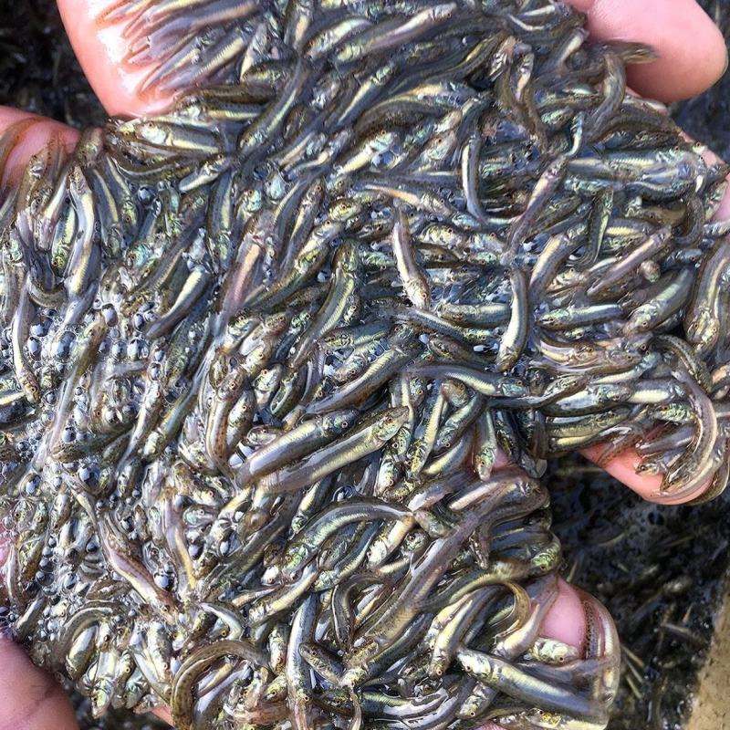 （台湾泥鳅苗）大量批发直售支持各种运输