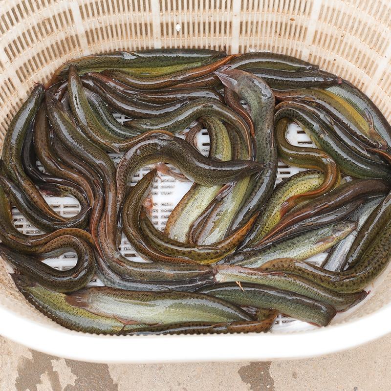 （台湾泥鳅苗）大量批发直售支持各种运输