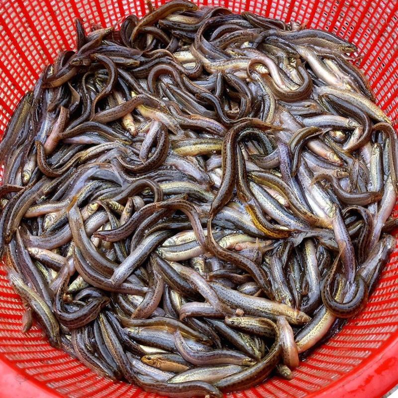 （台湾泥鳅苗）大量批发直售支持各种运输