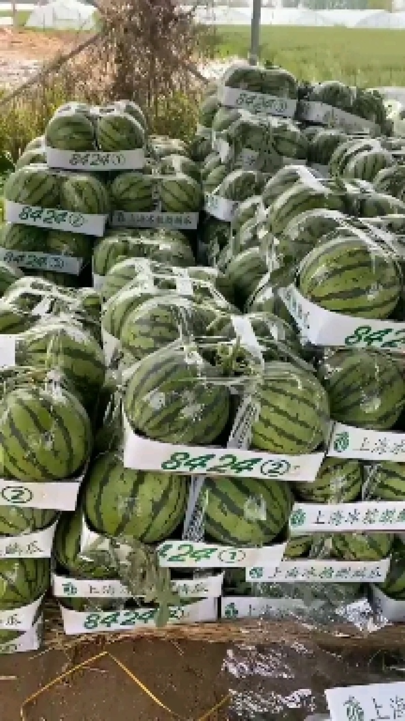 河南西瓜，开封西瓜，安徽西瓜，夏邑西瓜，美嘟西瓜