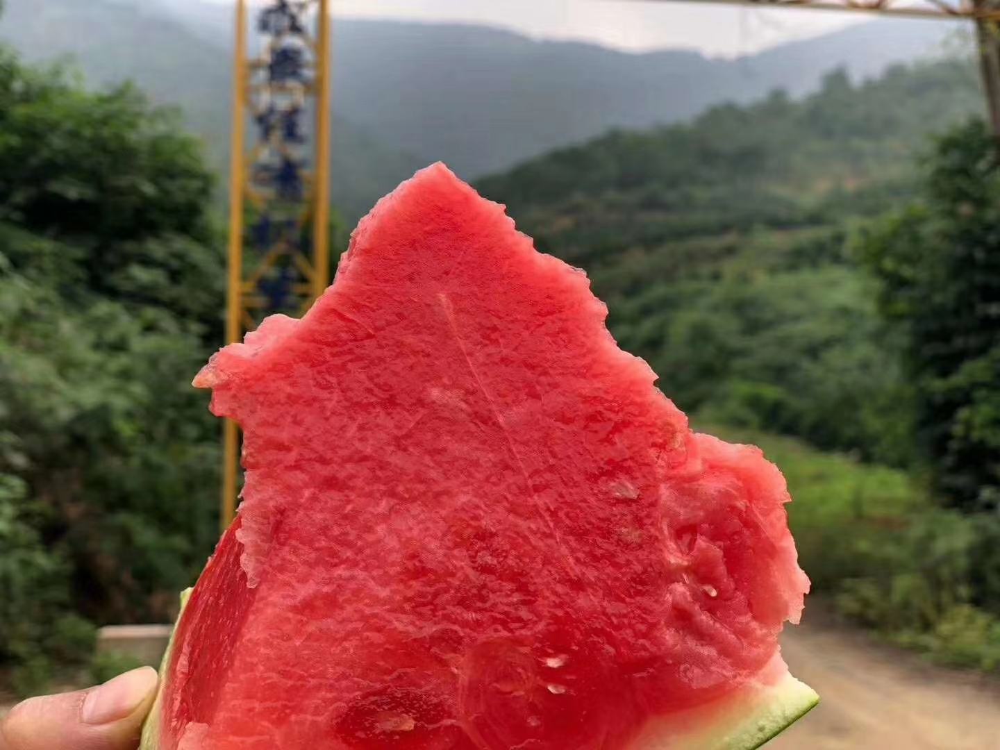 [麒麟西瓜批发]河南商丘夏邑县西瓜 1.70元/斤河南夏邑大棚种 _ 一亩田