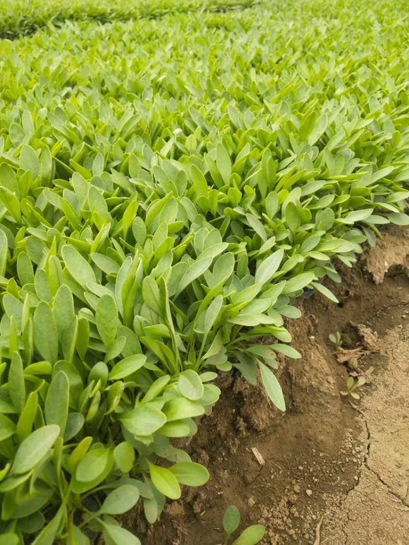 金鸡菊，大花金鸡菊，杯苗，多芽，基地直供，现货供应