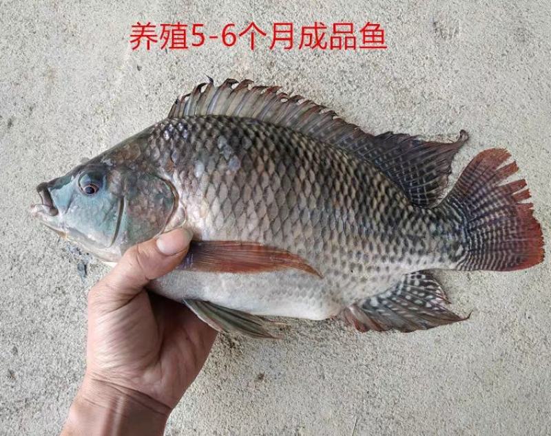 罗非鱼苗非洲鲫鱼苗福寿鱼苗渔场直供一手货源热卖批发