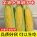 云南新鲜水果金银玉米一件代发10斤5斤3斤