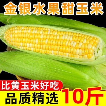 云南新鲜水果金银玉米一件代发10斤5斤3斤