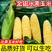 云南新鲜水果金银玉米一件代发10斤5斤3斤稳定