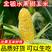 云南新鲜水果金银玉米一件代发10斤5斤3斤稳定