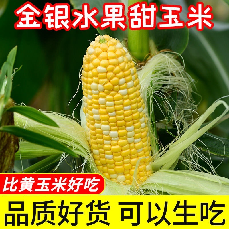 云南新鲜水果金银玉米一件代发10斤5斤3斤