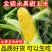 云南新鲜水果金银玉米一件代发10斤5斤3斤