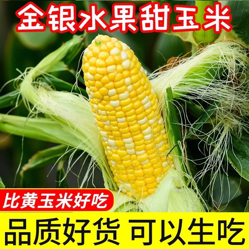 云南新鲜水果金银玉米一件代发10斤5斤3斤