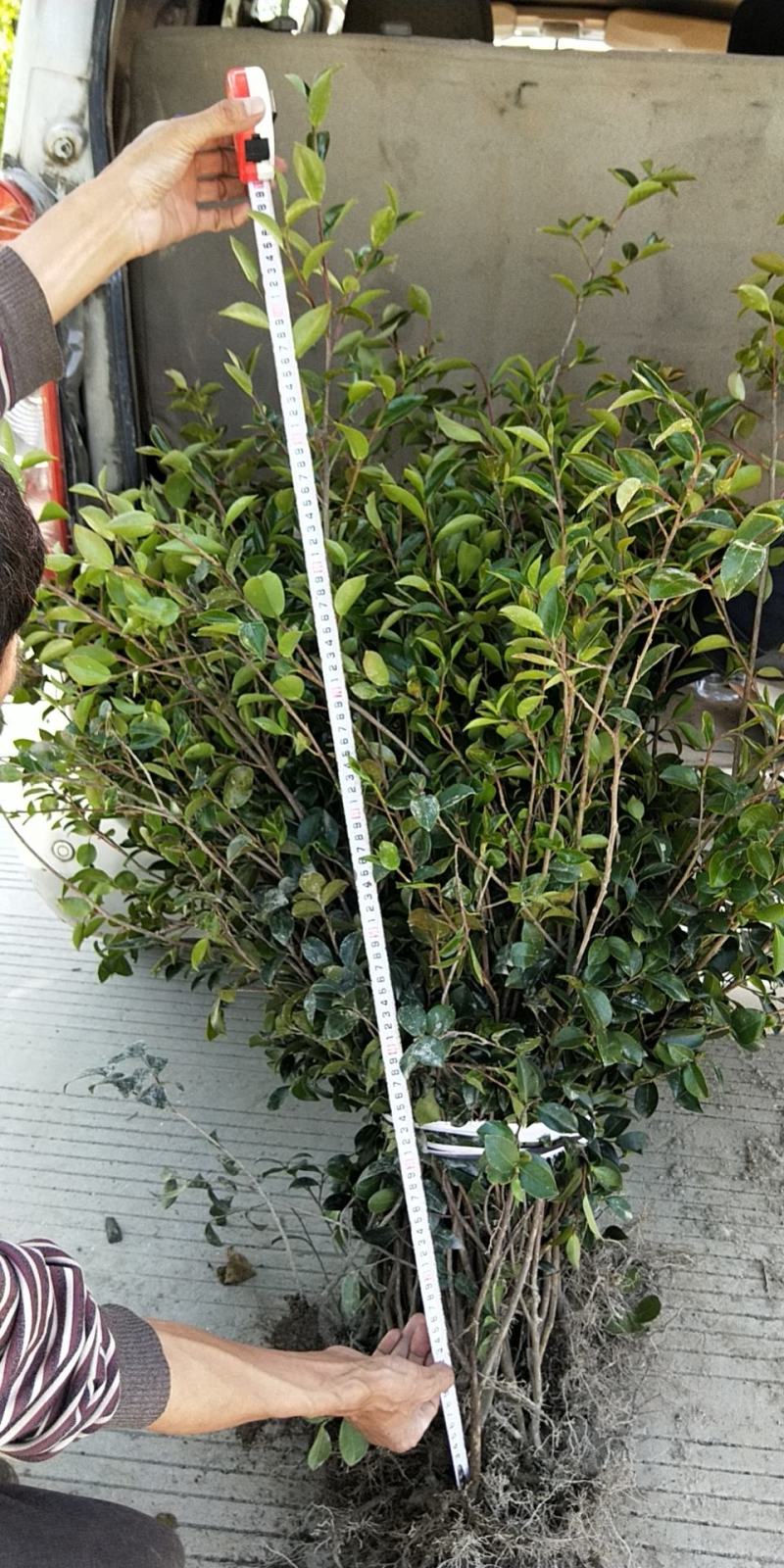 茶梅