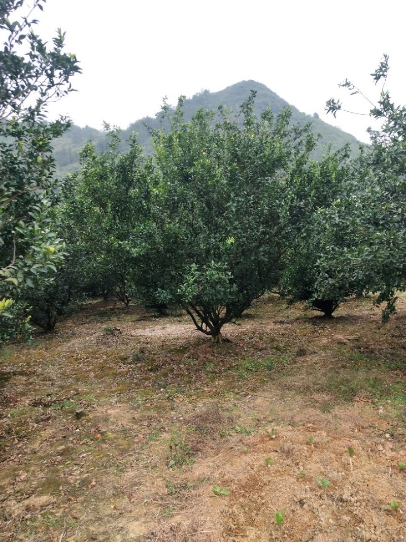 橘子树，柑橘树，货源充足，可供多种规格。产地直销。