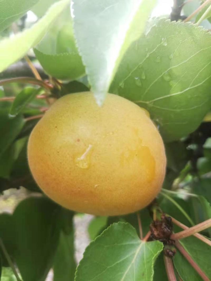 露天金太阳杏，个头大，颜色漂亮，口感面甜，劲爆上市中