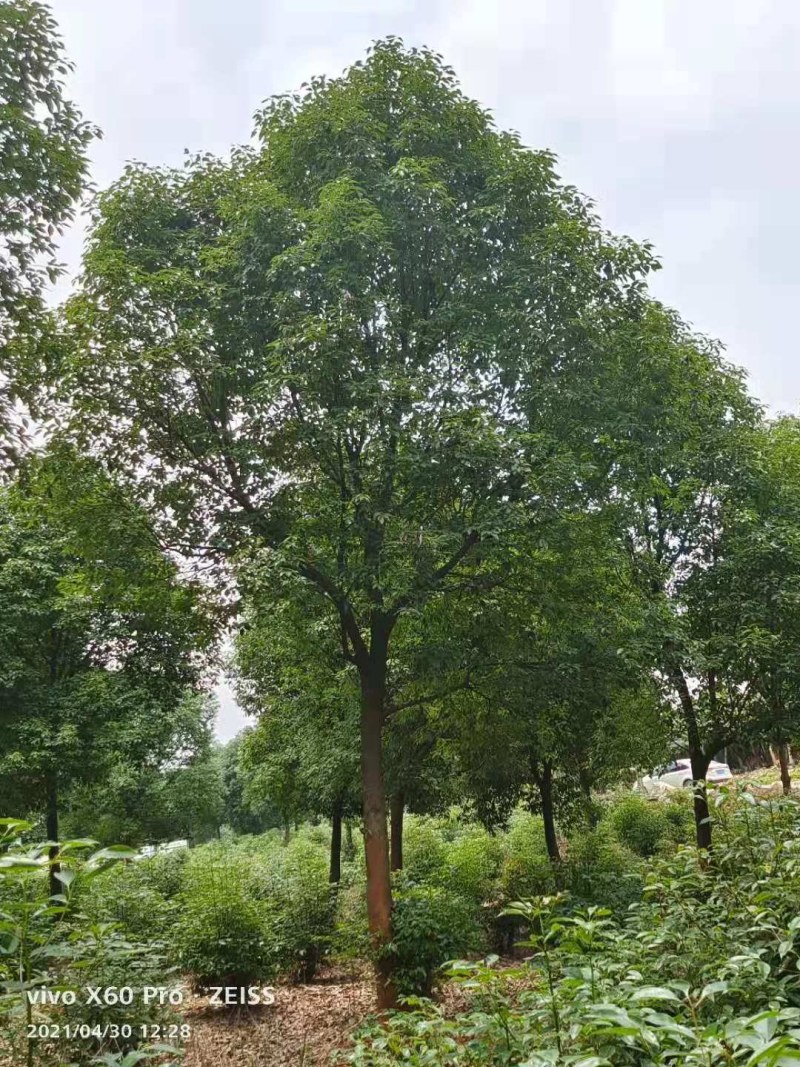 香樟树，15-40公分的单杠丛生长期供应，树型好，包上车