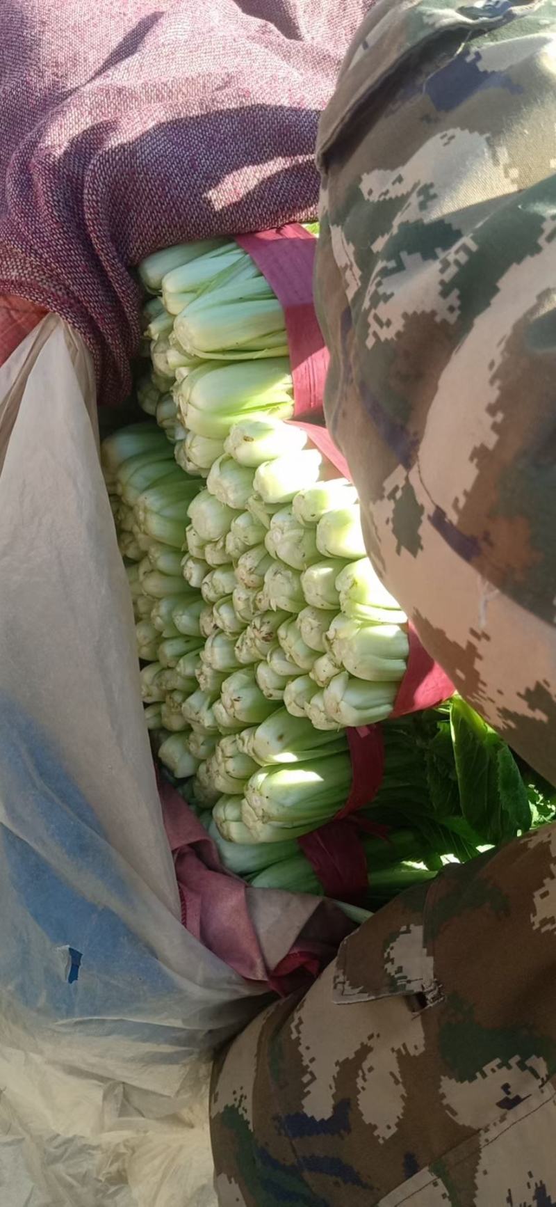 邯郸小白菜对接商超，高度20～30，价低质优全年供应