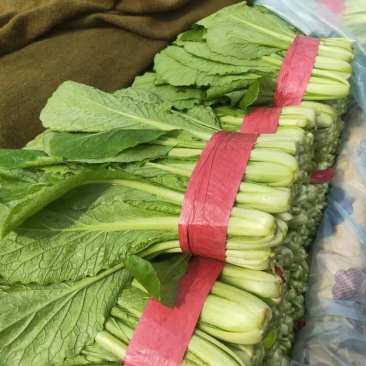 邯郸小白菜对接商超，高度20～30，价低质优全年供应