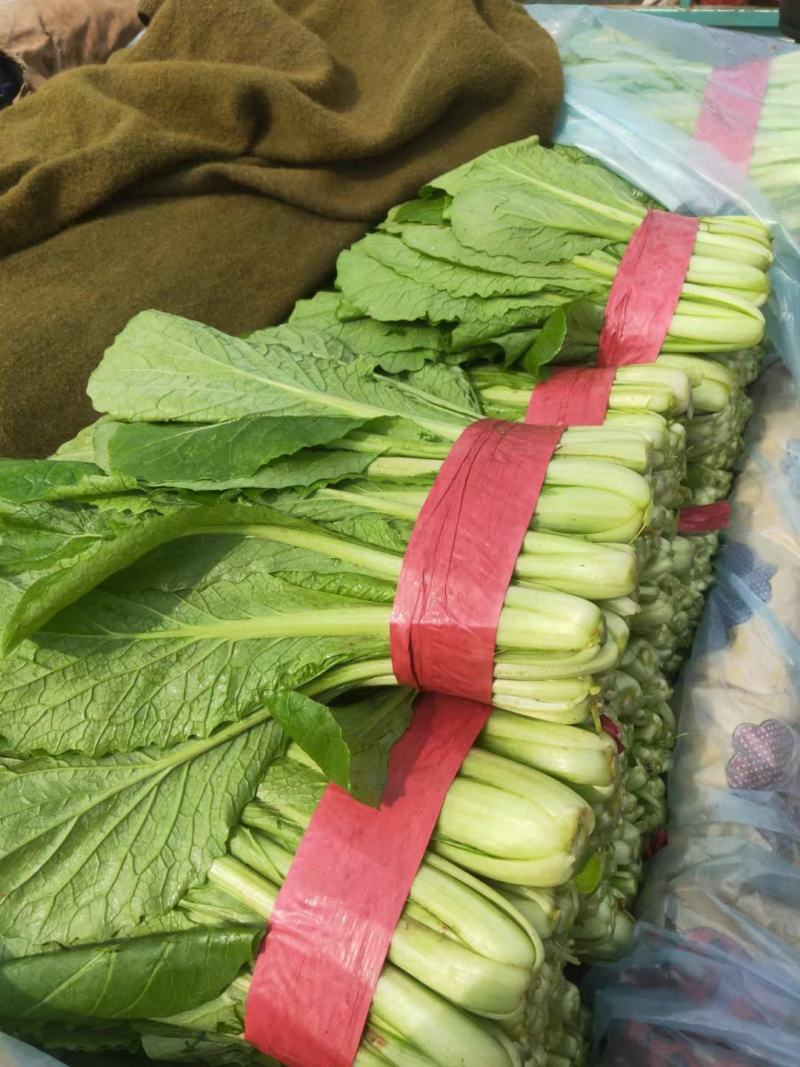 邯郸小白菜对接商超，高度20～30，价低质优全年供应