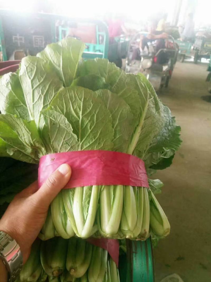 邯郸小白菜对接商超，高度20～30，价低质优全年供应