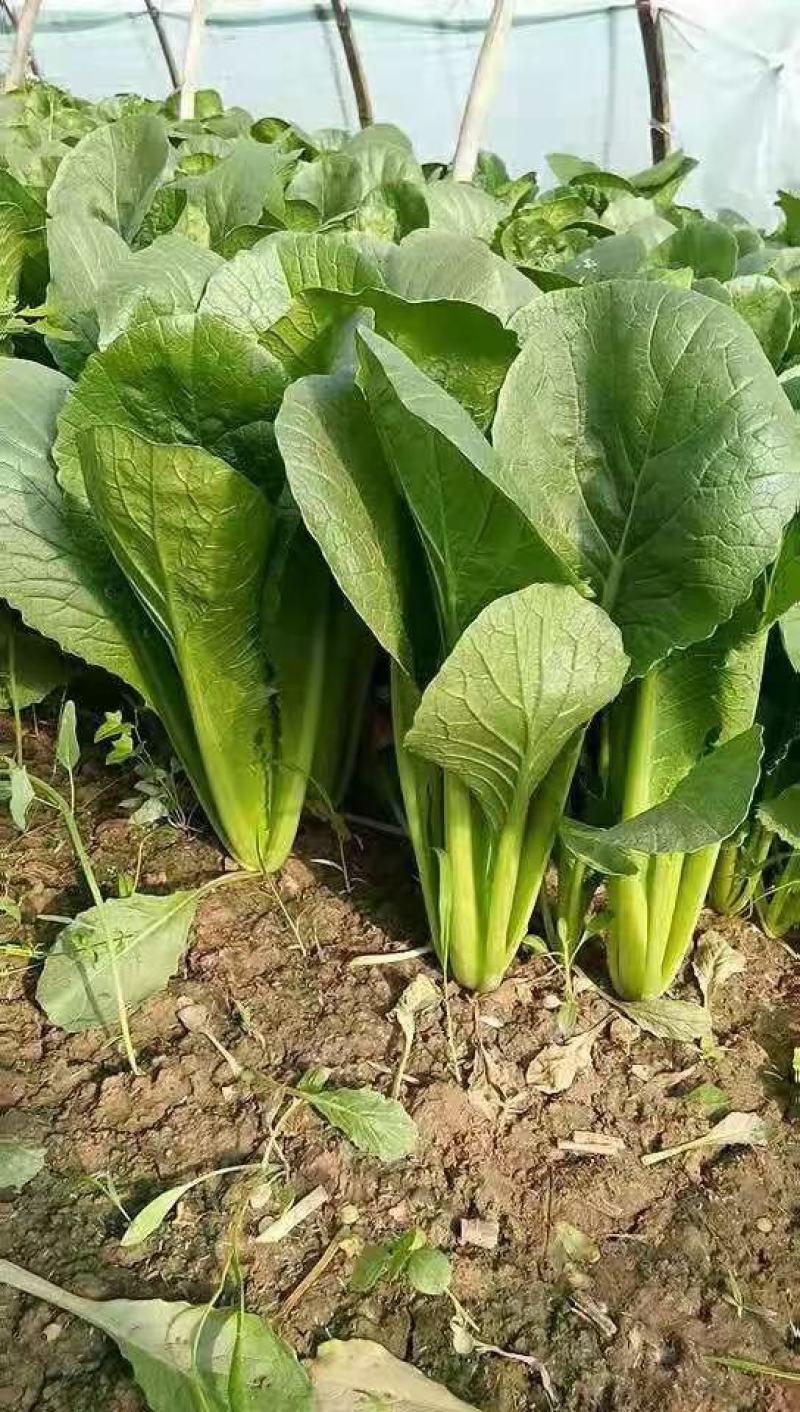 邯郸小白菜对接商超，高度20～30，价低质优全年供应