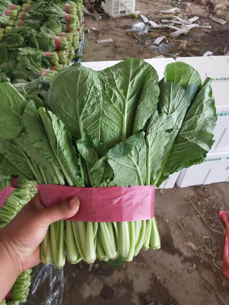 邯郸小白菜对接商超，高度20～30，价低质优全年供应