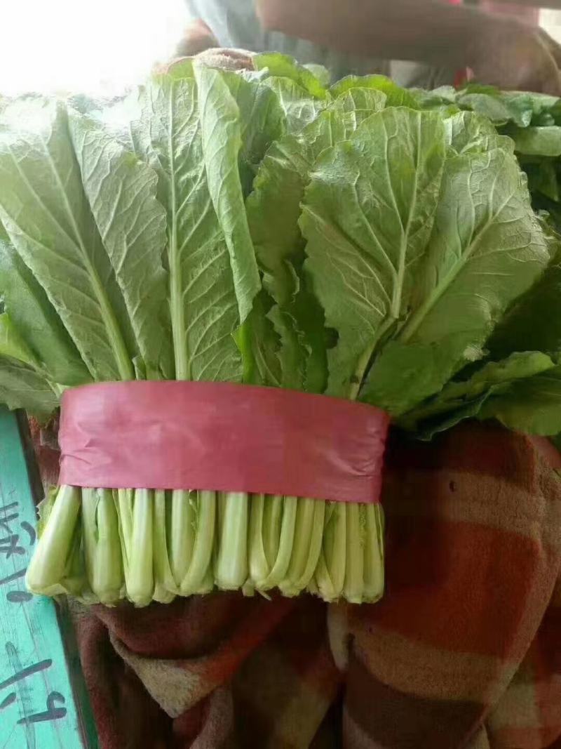邯郸小白菜对接商超，高度20～30，价低质优全年供应
