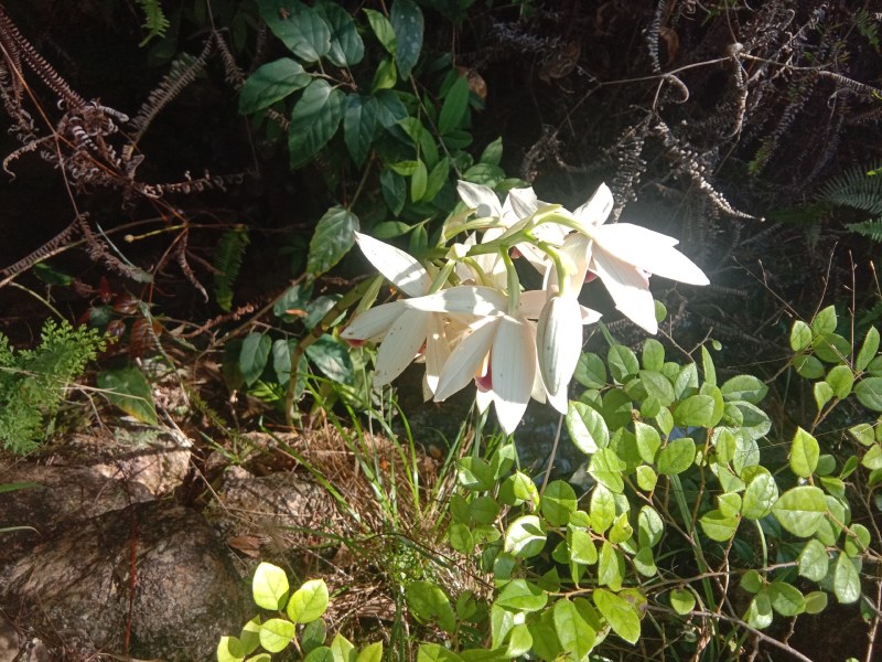 兰花