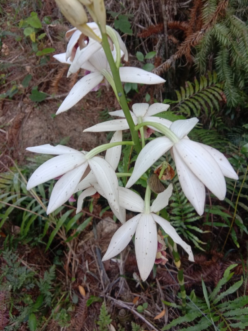 兰花