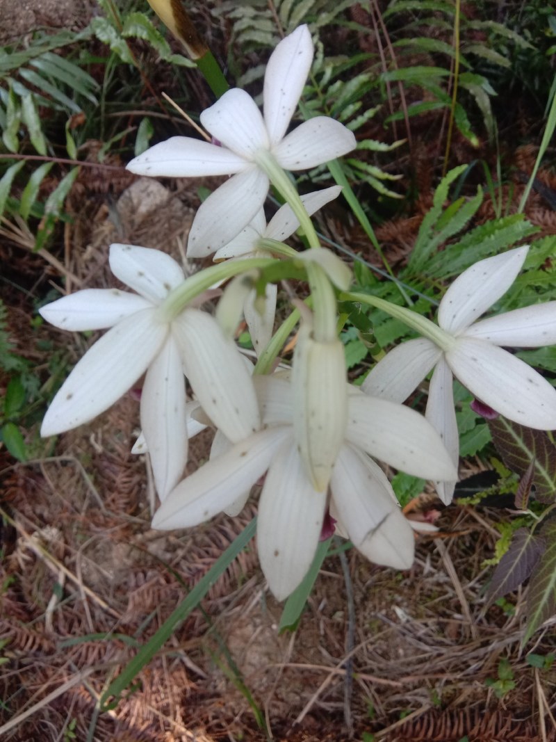 兰花