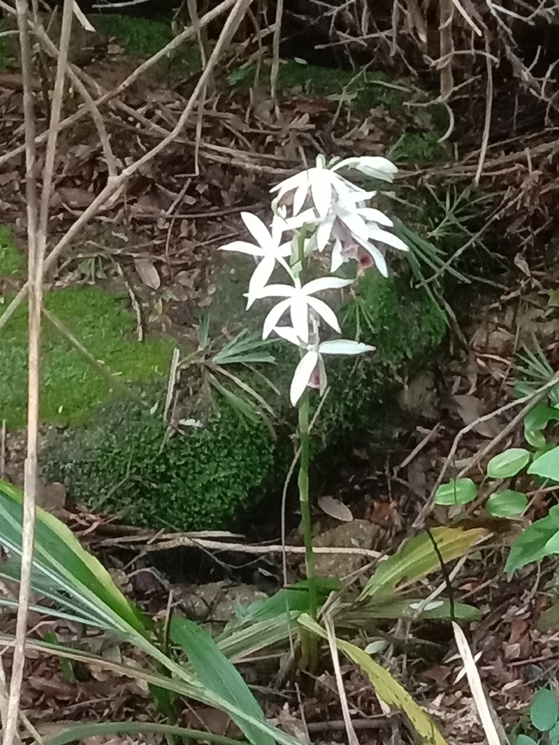 兰花
