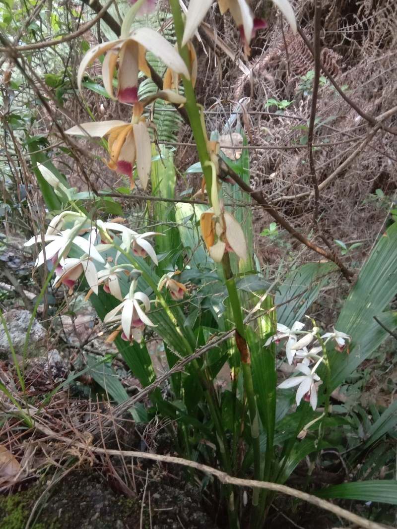 兰花