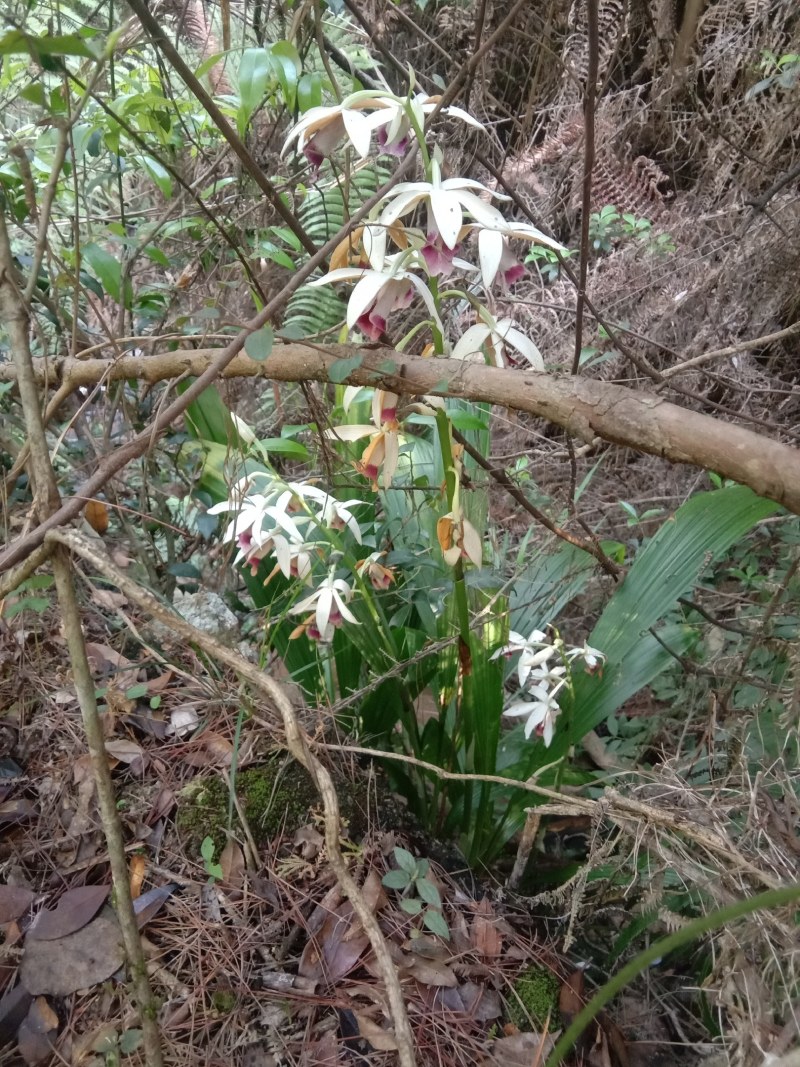 兰花