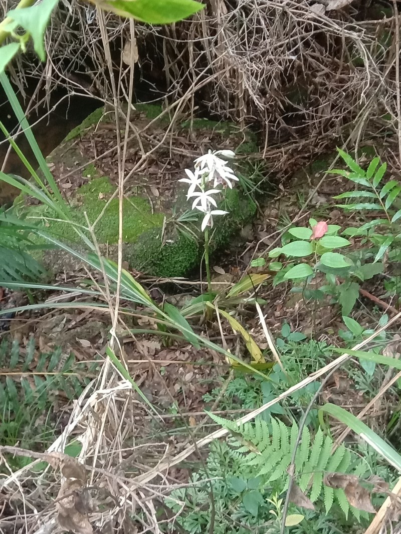 兰花