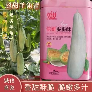 河南信研脆脆酥羊角蜜种子果肉绿果实脆酥香甜熟时果肉金黄色