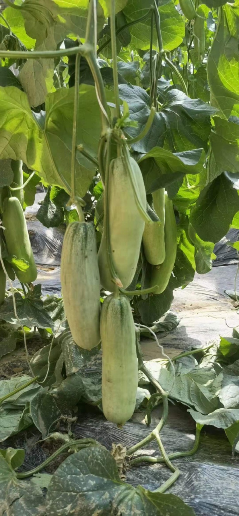 河南信研脆脆酥羊角蜜种子果肉绿果实脆酥香甜熟时果肉金黄色