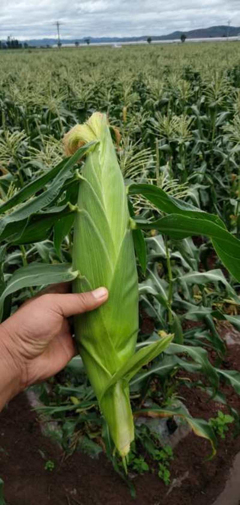 云南红河玉米大量上市，香甜软糯，欢迎各位采购商实地走货
