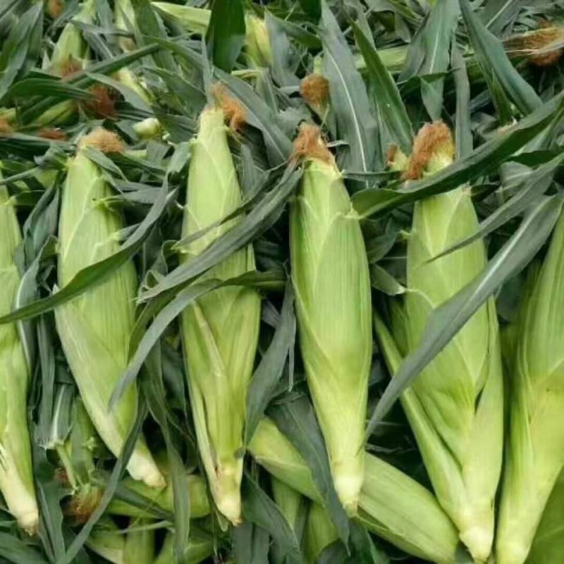 云南红河玉米大量上市，香甜软糯，欢迎各位采购商实地走货