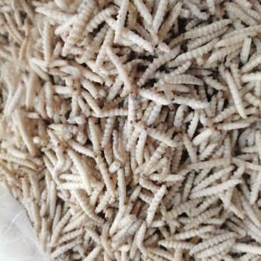 小竹虫