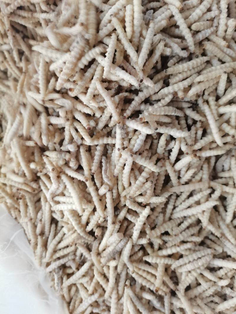 小竹虫