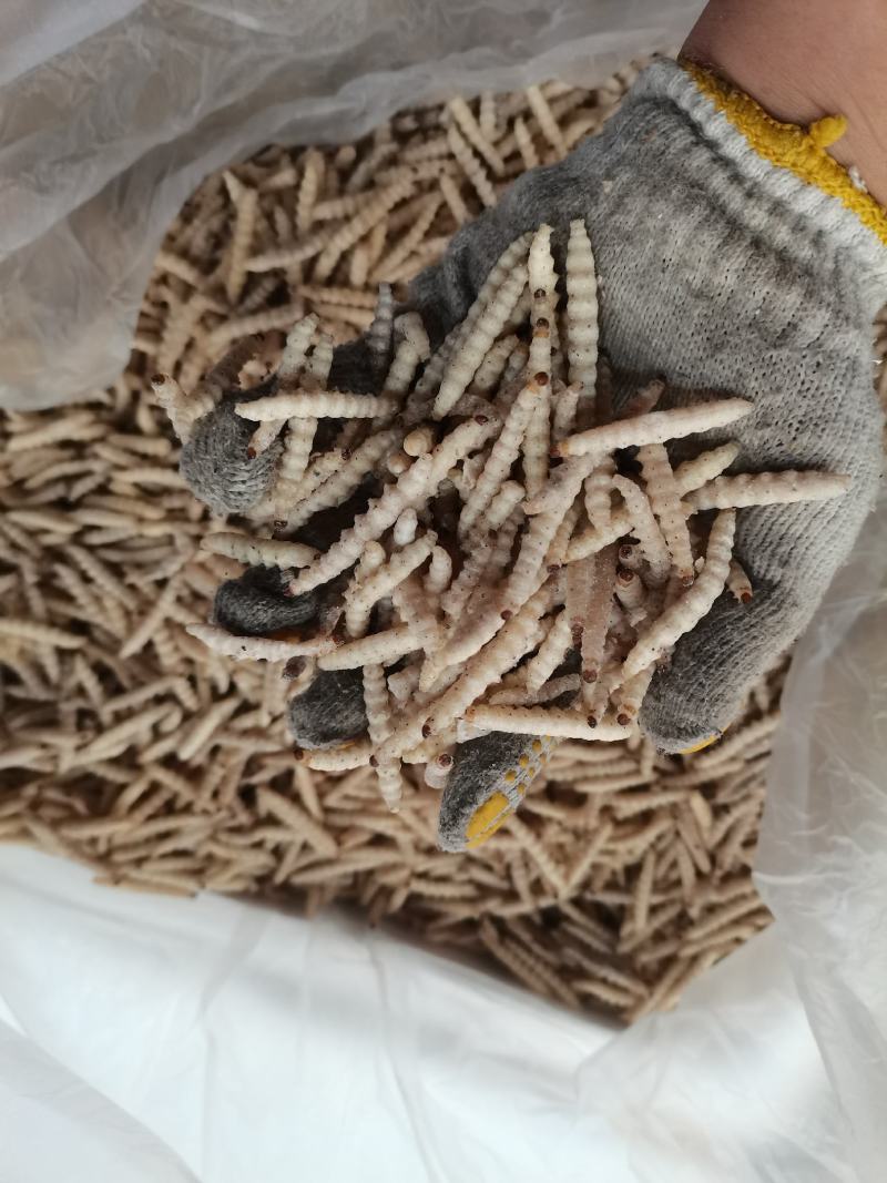 小竹虫