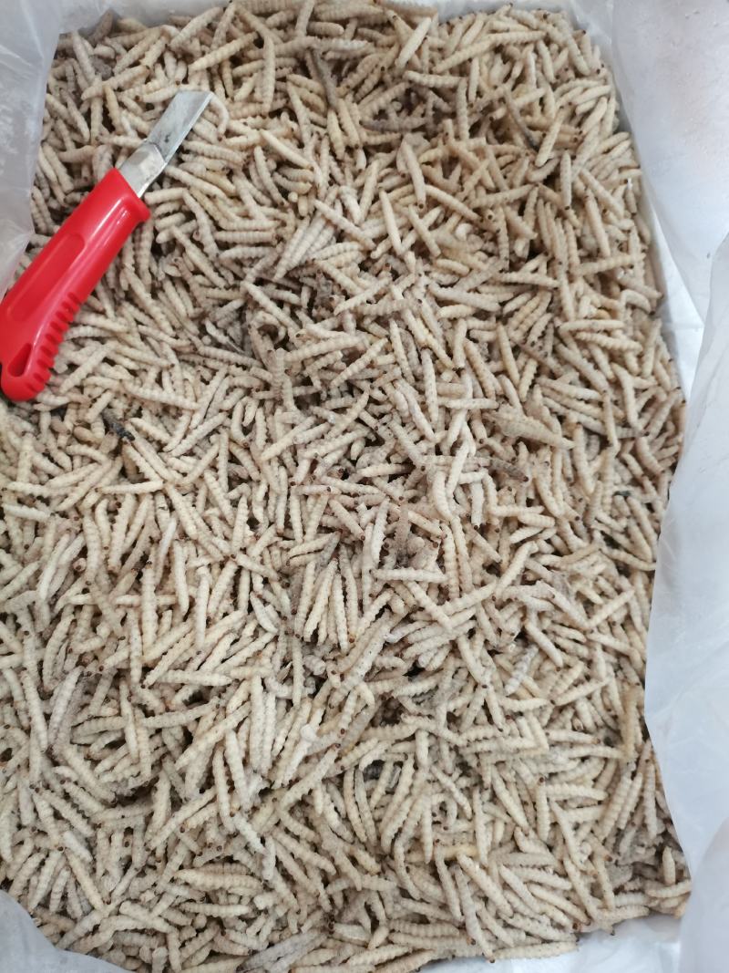 小竹虫