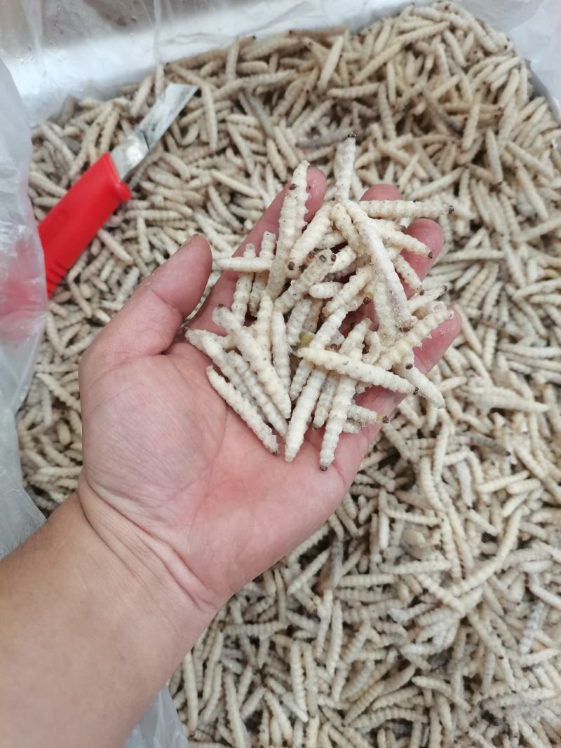 小竹虫