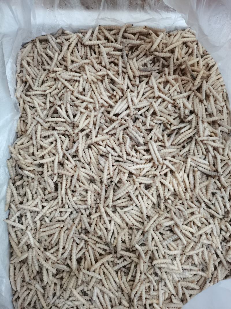 小竹虫