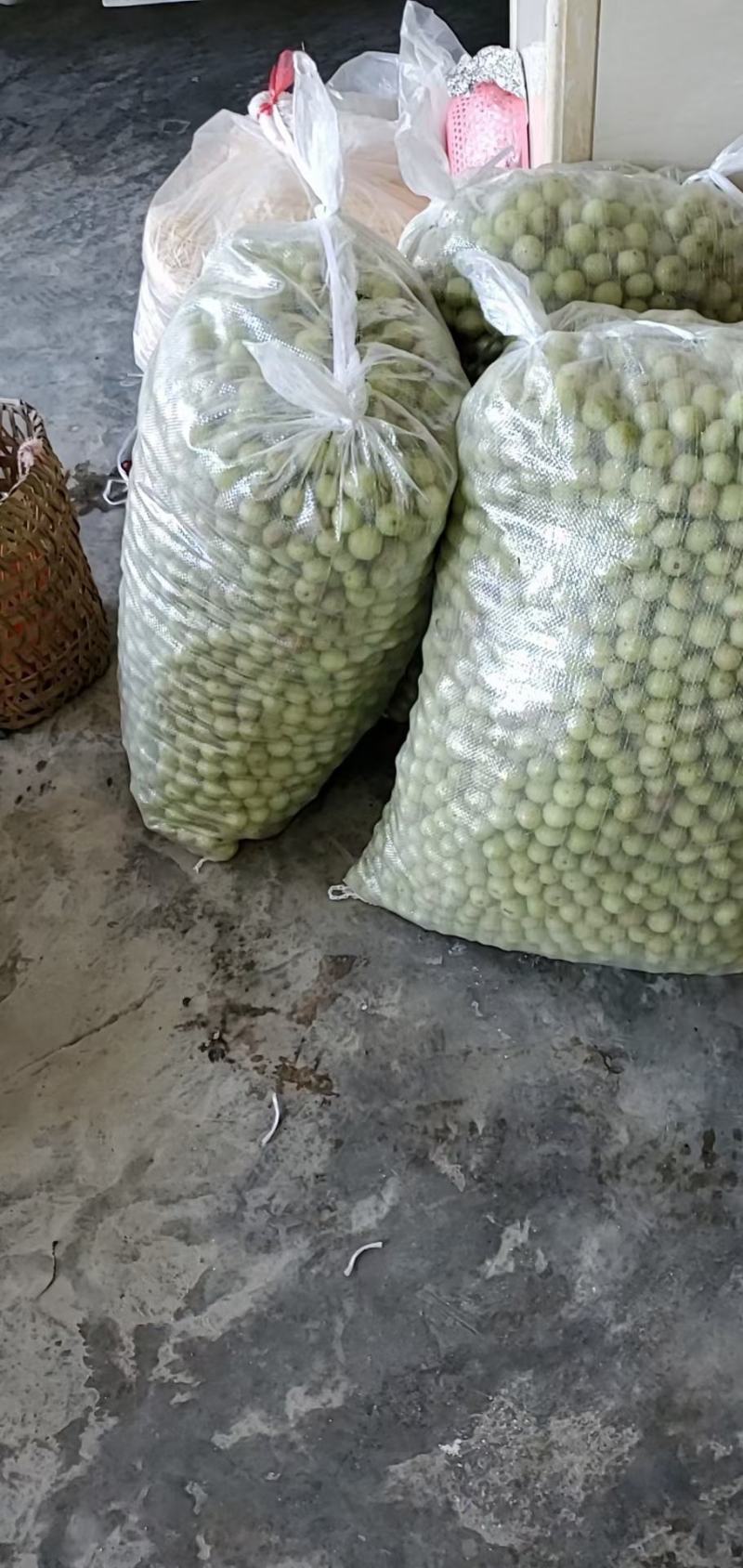 批发油甘潮汕汕头金灶金玉新鲜水果炸果汁现货